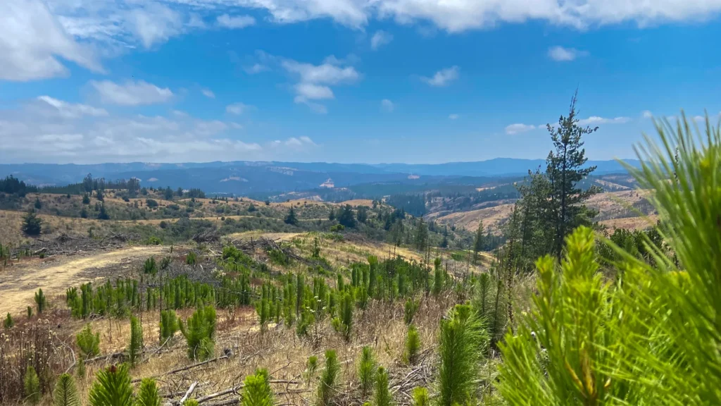 Vista aérea del proyecto 'El Trébol de Pichilemu' en la Región de O'Higgins, con parcelas en lomaje disponibles para venta, rodeadas de vegetación nativa en crecimiento. Ideal para inversión o desarrollo, con un paisaje rural único bajo un cielo azul despejado y colinas al fondo.